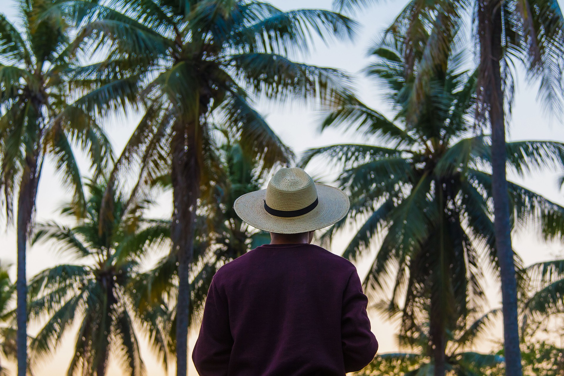 black Man looking at palm trees in a tropical grove
